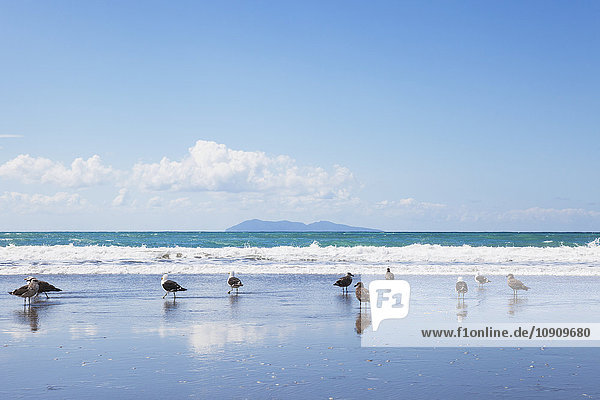 Neuseeland  Nordinsel  Coromandel-Region  Waihi Beach  Schwarzmöwen  Dominikanermöwe  Larus dominicanus