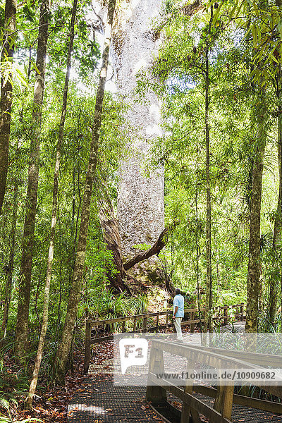 Neuseeland  Nordinsel  Northland  Waipoua Kauri Forest  Mann blickt auf riesigen Kauri-Baum