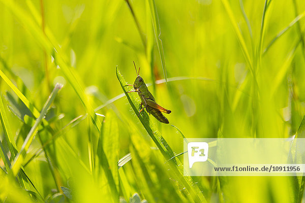 Grasshopper in meadow  close up
