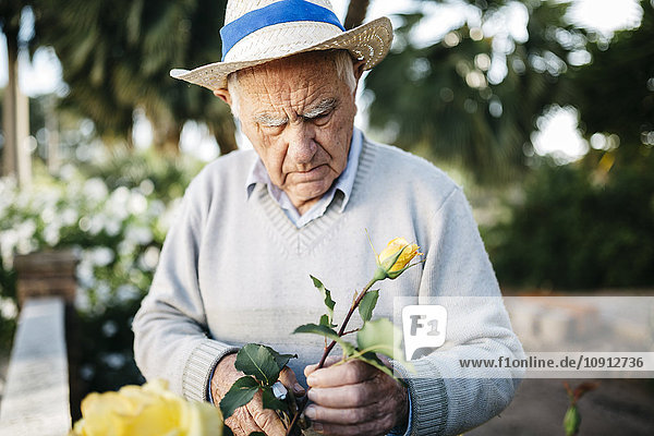 Senior Mann beim Rosenschneiden im Garten