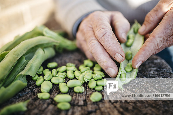Hands of senior man peeling beans