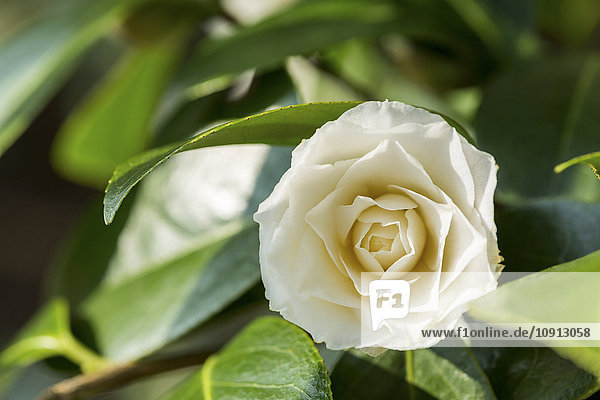 Weiße Rose,  blühend
