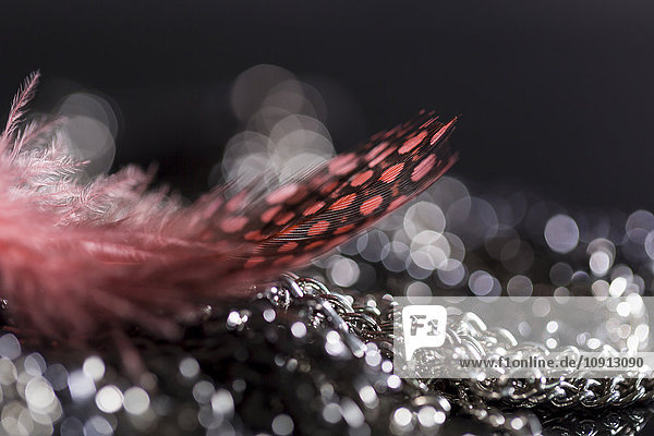 Feather and water drops  close-up