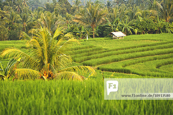 Indonesien  Bali  Reisfelder