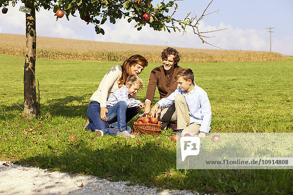 Familie erntet Äpfel auf der ländlichen Wiese