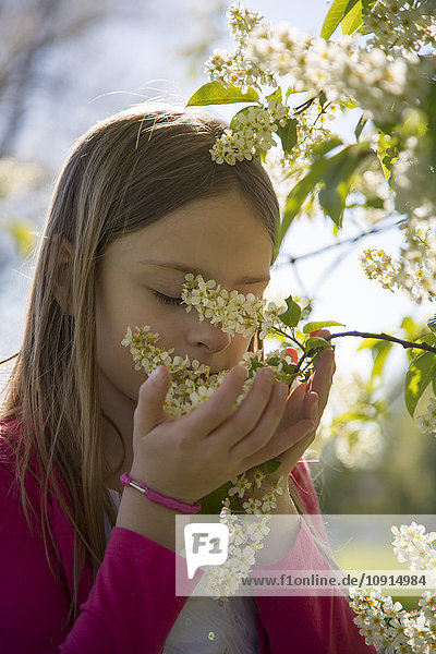 Kleines Mädchen riecht Blüten eines Baumes