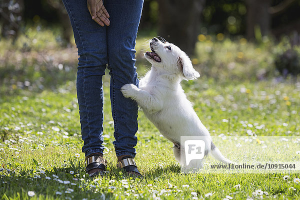 Junge Frau spielt mit ihrem Hund auf einer Wiese  Teilansicht