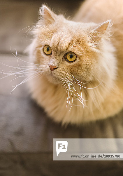 Porträt einer hellbraunen Katze zu Hause