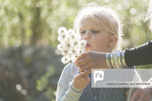 Blondes kleines Mädchen  das mit der helfenden Hand seiner Mutter die Samen einer Dolde in die Luft bläst.