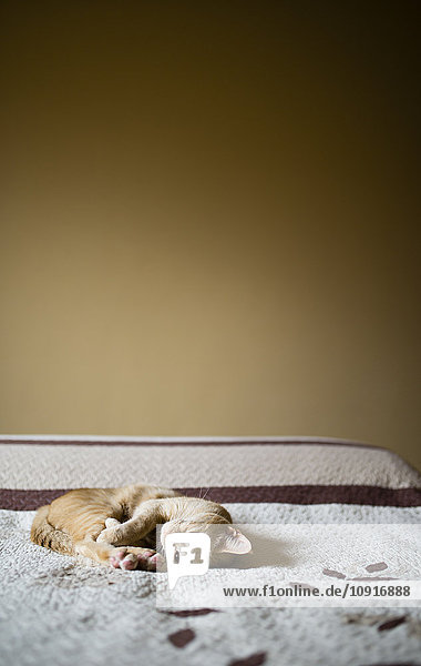 Katze auf einem Bett liegend