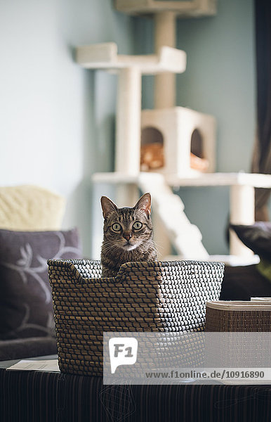 Tabby Katze im Korb zu Hause sitzend
