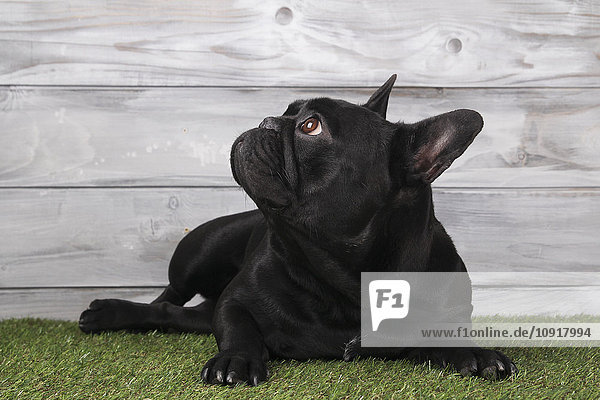 Schwarze französische Bulldogge auf Gras liegend