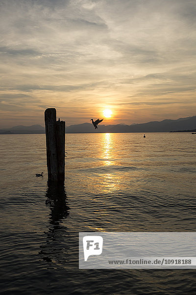 Italien  Venetien  Bardolino  Gardasee bei Sonnenuntergang