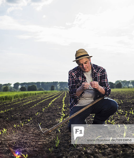 Farmer in a field examining crop