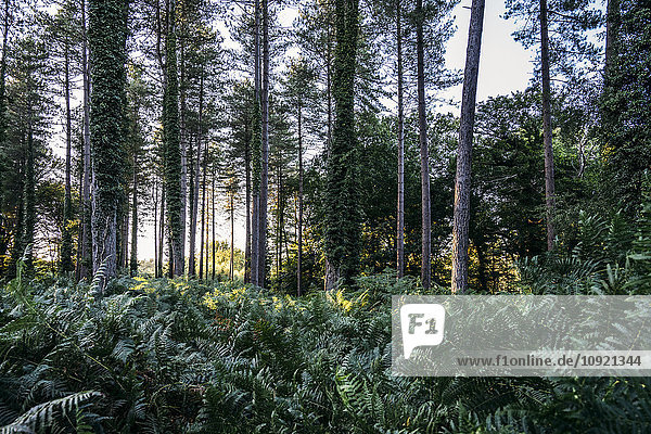 Üppige Farne und Efeu unter Bäumen im Wald  New Forest  Vereinigtes Königreich