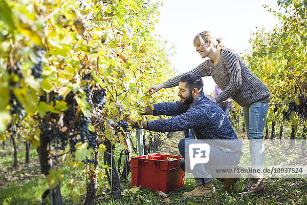 Couple harvesting grapes together in vineyard