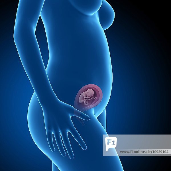 Human foetus age 20 weeks
