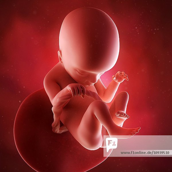 Human foetus age 18 weeks
