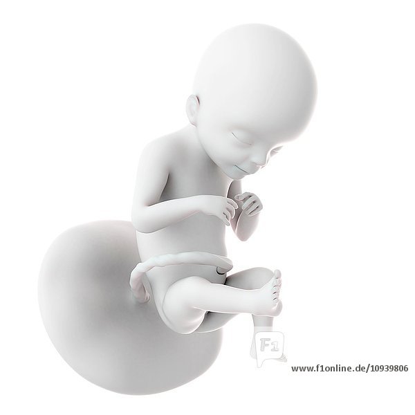 Human foetus age 21 weeks