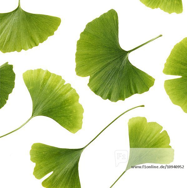 Maidenhair Blätter