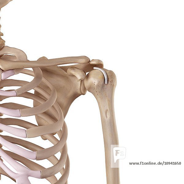 Human shoulder tendon