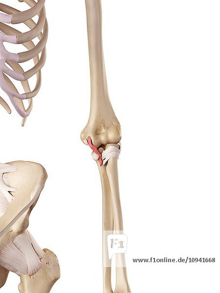 Human elbow ligament
