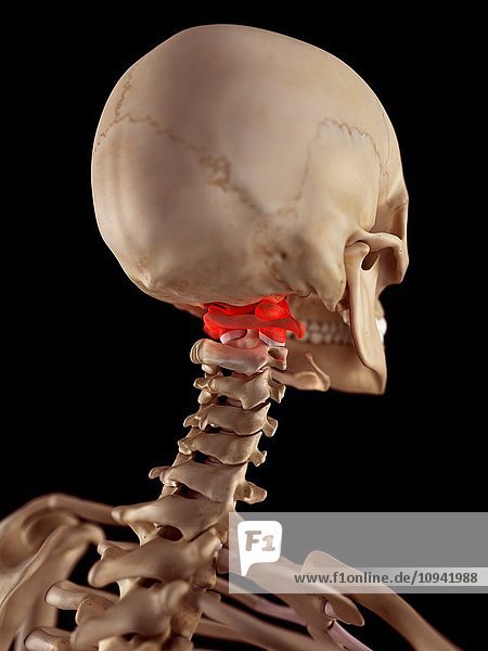 Human upper neck pain