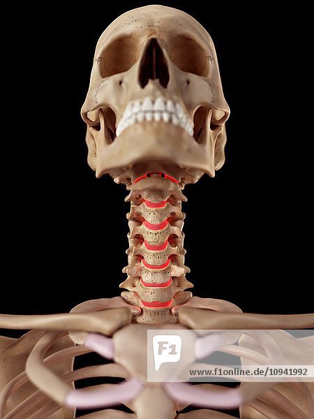 Human neck anatomy