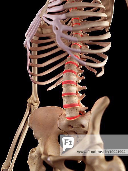 Human spine anatomy