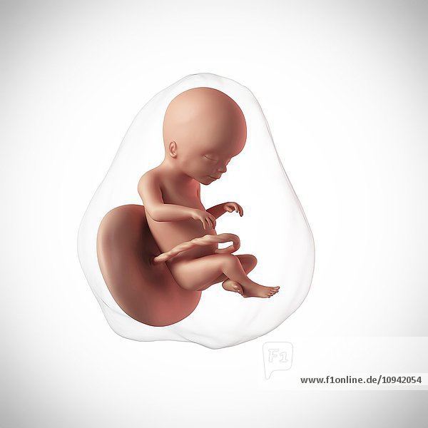 Human fetus age 20 weeks