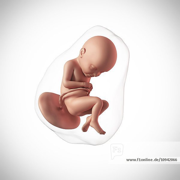 Human fetus age 32 weeks