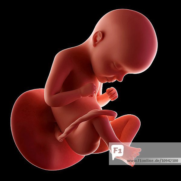 Human fetus age 29 weeks