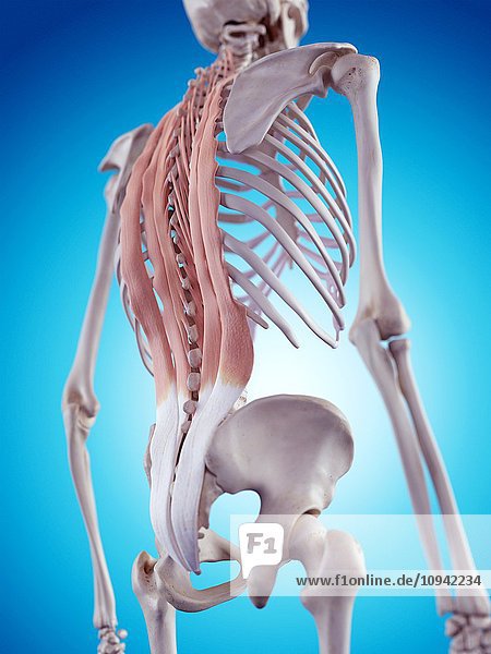Human back anatomy