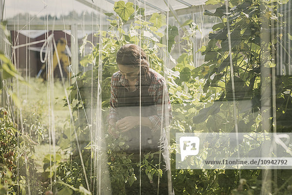 Female gardener working in greenhouse seen through glass window