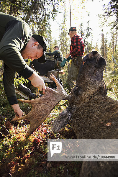 Man examining dead moose in forest