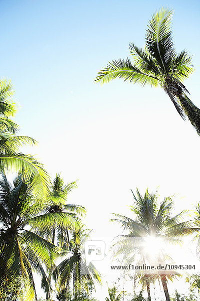 Thailand  Blick auf beleuchtete Palmen im Hintergrund