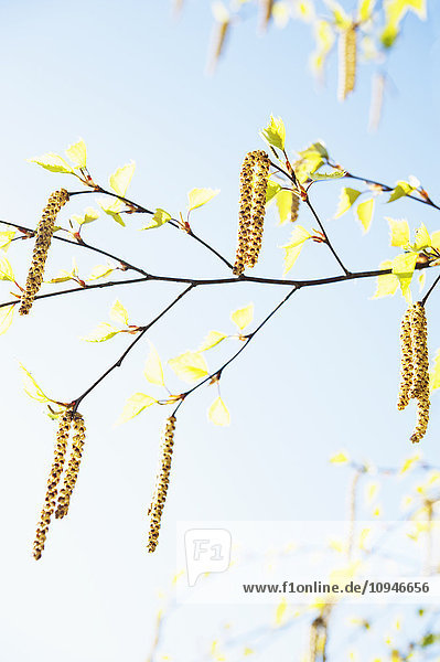 Branch of birch against sky