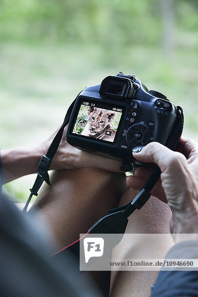 Frau betrachtet das Bild eines Löwen auf dem Kamerabildschirm