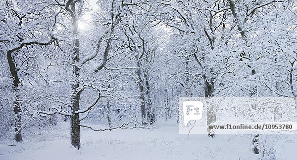 Forest at winter