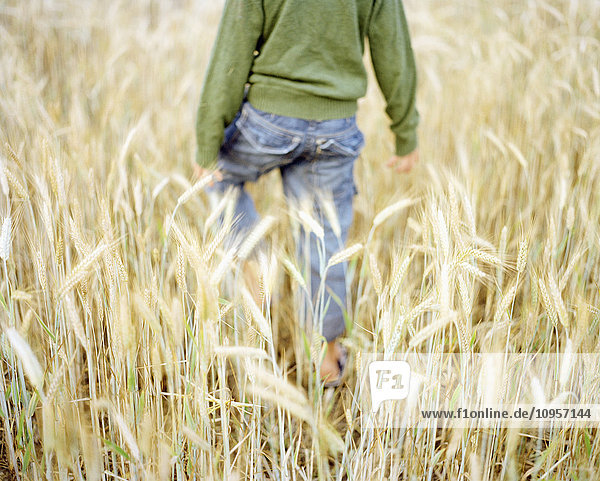 Junge in einem Maisfeld  Schweden.
