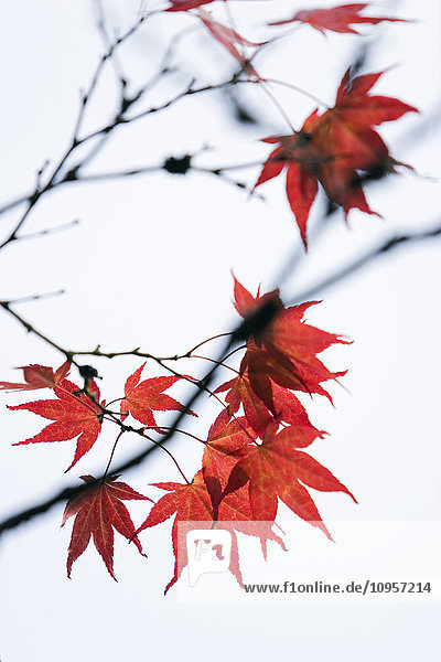Dekorative rote Blätter  Schweden.