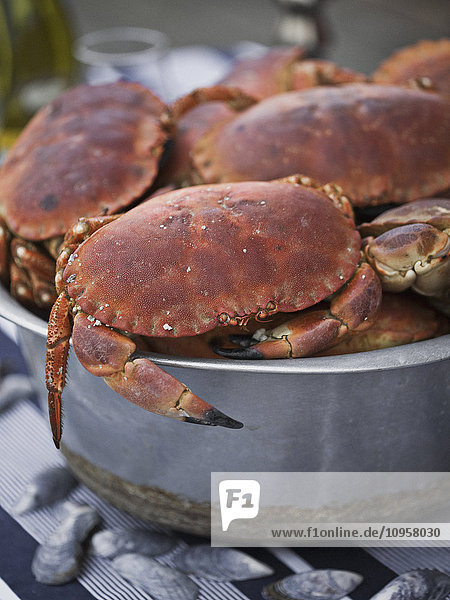 Crabs in a saucepan  close-up  Sweden.
