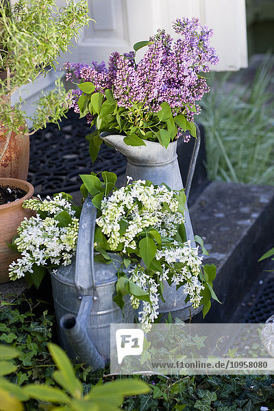 Lilacs in watering cans in a garden  Sweden.