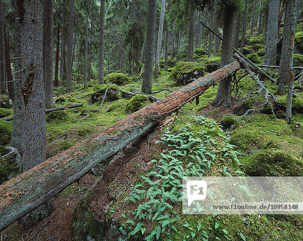 Ein umgestürzter Baum in einem alten Wald  Schweden.