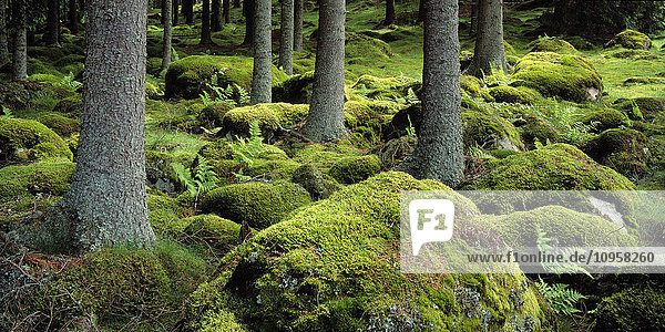 A mossy forest  Sweden.