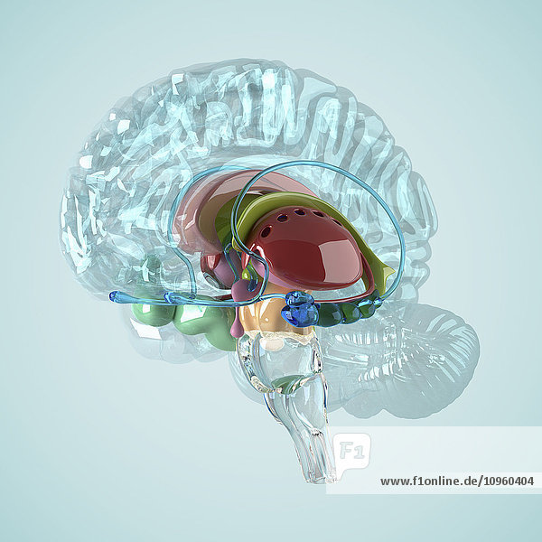 Biomedizinische Illustration eines Gehirns