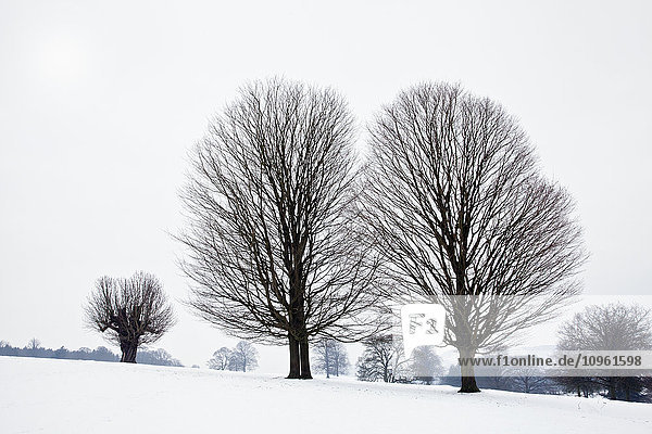 Fächerförmige Bäume  Chatsworth Peak im Winter; Derbyshire  England'.