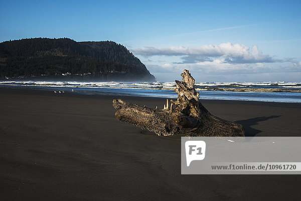 Treibholz ruht am Strand in der Nähe von Tillamook Head; Seaside  Oregon  Vereinigte Staaten von Amerika'.