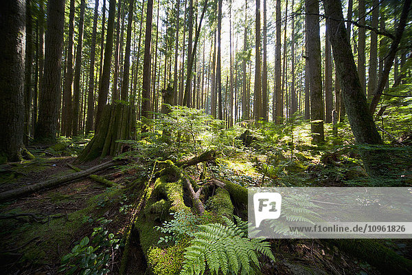 'Forest with sunlight illuminating plants on forest floor; Vancouver  British Columbia  Canada'