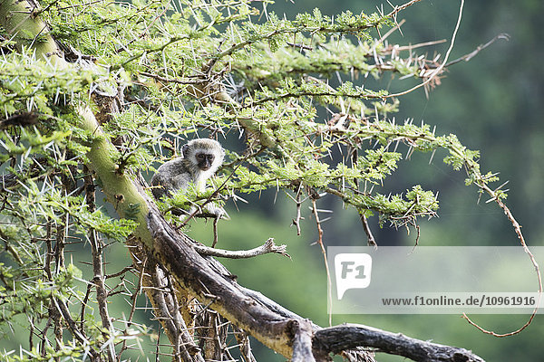 'Baby Vervet Monkey (Cercopithecus aethiops) sitting in thorny acacia tree Ngorongoro Crater; Tanzania'